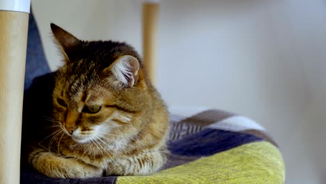el gato se sienta en una silla.
