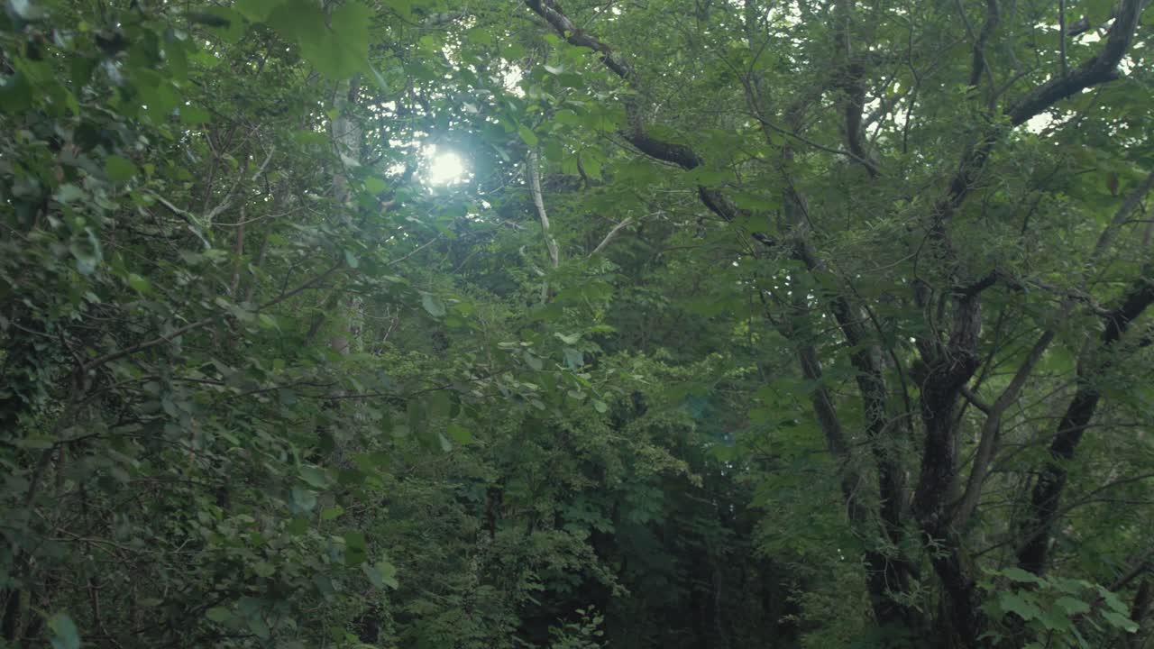 陽光透過樹冠閃過 漂浮在荒野中
