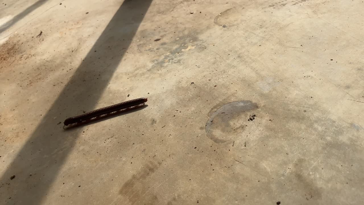 천발은 대부분의 신체 세그먼트에 두 의 관절 다리를 가진 특징을 가진 관절 다리 집단입니다.