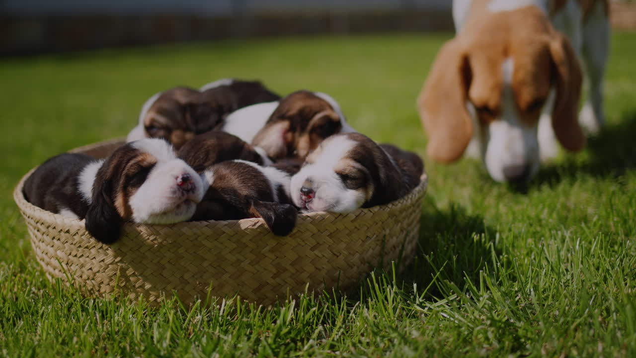 Mamá perra beagle camina junto a los cachorros, que dormitan en una cesta sobre un césped verde.