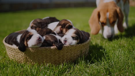 mama rasy psa beagle chodzi obok szczeniąt, które śpią w koszyku na zielonym trawniku