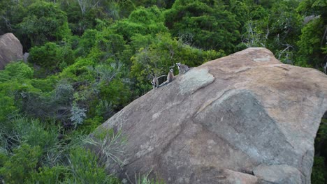 Flug-über-Kattas-Im-Dschungel-Von-Madagaskar