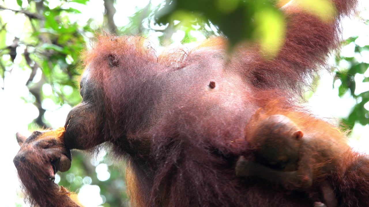 Mother orangutan eats with sleeping infant