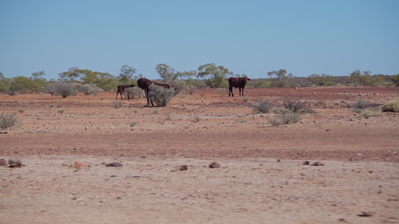 열린 아웃백 농장, 퀸즐랜드, 호주에 소의 넓은 샷