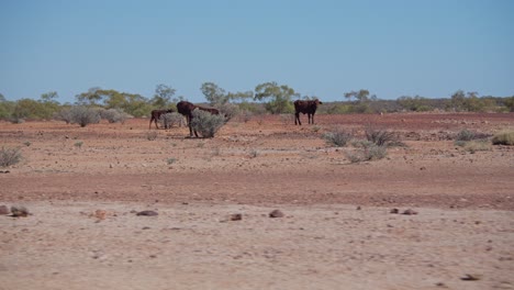 plano general de vacas en una granja exterior abierta, queensland, australia