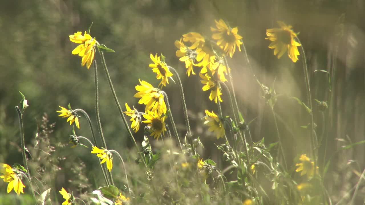 Footage of bright yellow wildflowers with long green stems swaying gently in the breeze. The flowers stand out against a softly blurred background, creating a dreamy and atmospheric scene