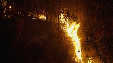 incendio forestal por la noche