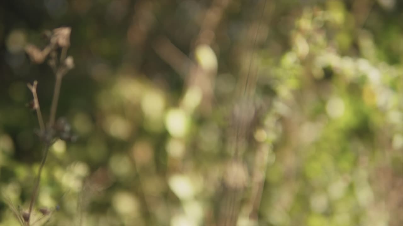 vegetación verde y algunas flores en un día soleado y algunas bengalas a través