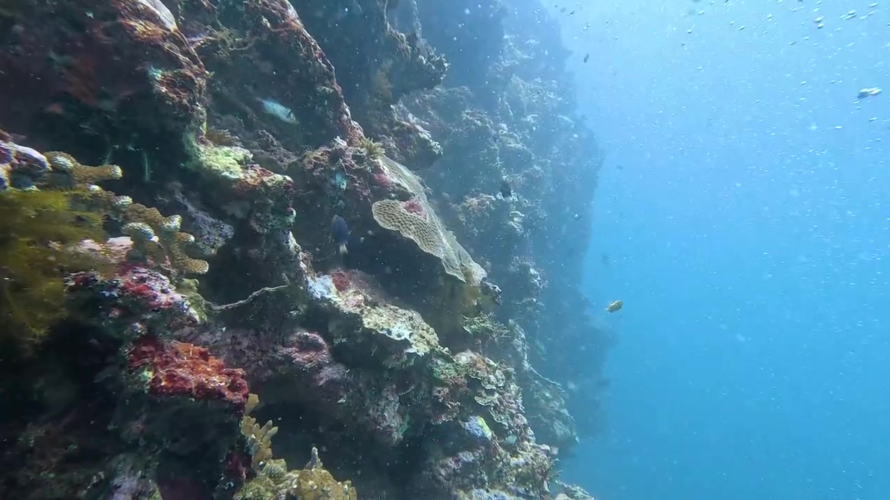 Scuba diving along steep vertical coral reef wall with tropical fish in crystal clear ocean water of Viti Levu in Fiji, South Pacific