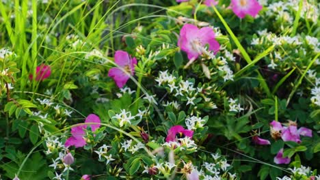 Abejorro-Alimentándose-De-Hermosas-Flores-En-El-Jardín