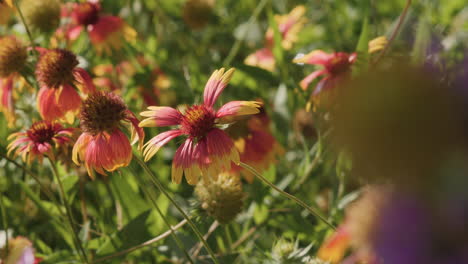 Wildblumen,-Rote-Und-Gelbe-Indianerdecken,-Blumen-Aus-Dem-Texanischen-Hügelland