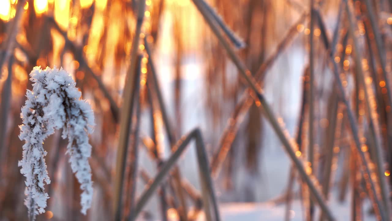 霧氷海アシ草真冬の夕方、クローズアップスライディングドリーショット