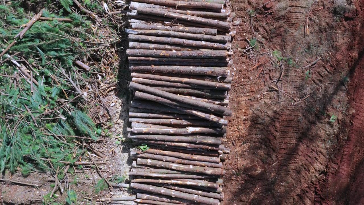 Staplade tallstockar kantar en rödaktig grusväg i skogen i Misiones, Argentina, omgiven av avskuren vegetation och skogsrester, vilket visar timmerberedning i en lantlig skogsmiljö, panorering ovanifrån.