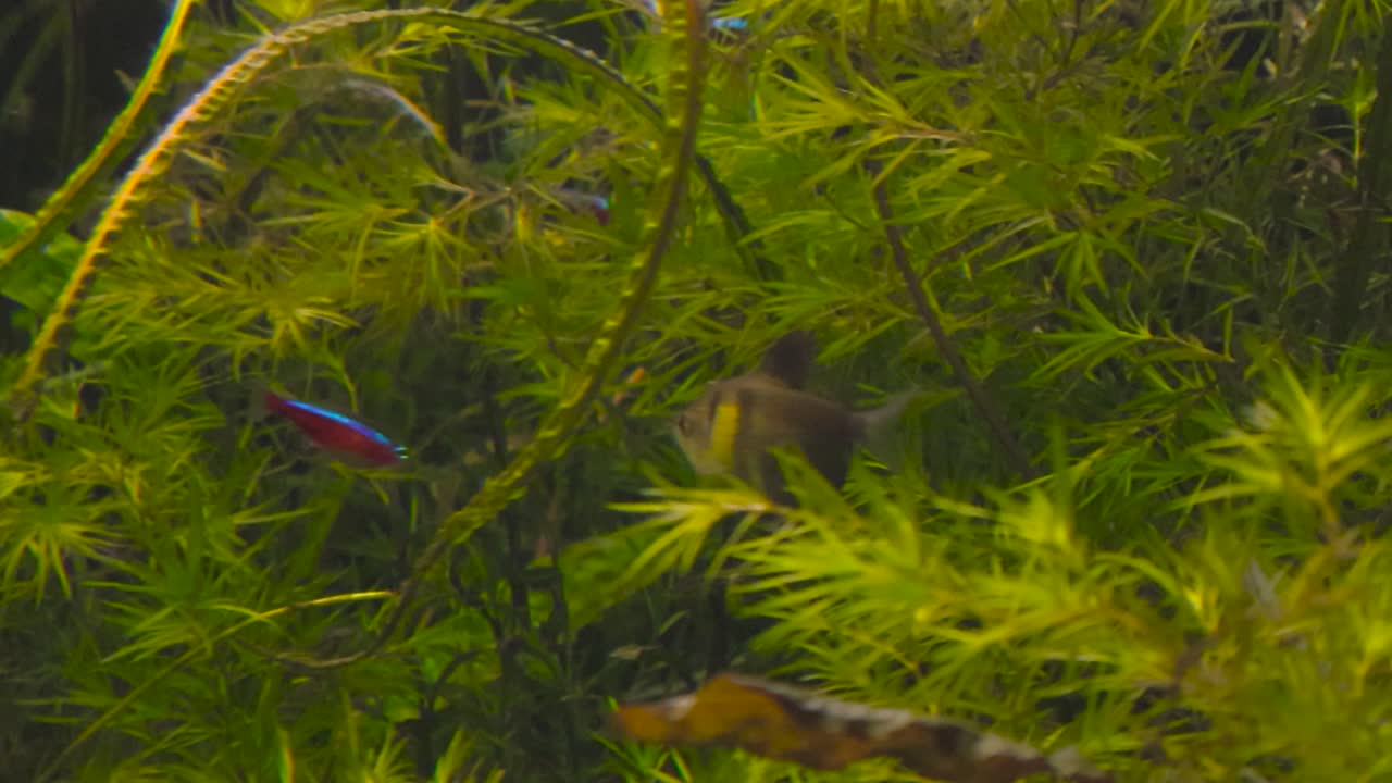 Close up of freshwater planted aquarium with active variety of fish in Tallinn zoo. Fish swimming around and hide in dense underwater plants, green aquatic vegetation. Beautiful vibrant aquatic space