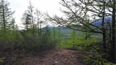 A-serene-spring-morning-stroll-through-a-vibrant,-lush-forest-with-distant-mountains-and-a-clear-sky-in-a-picturesque-mountain-region