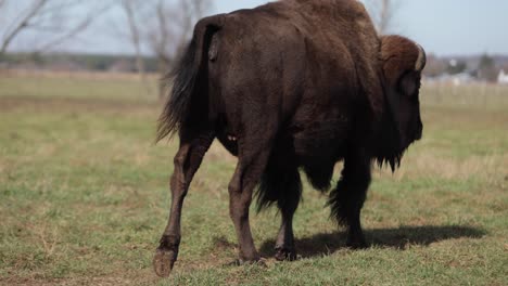 Bisons,-Die-Den-Trail-Slomo-Hinuntergehen