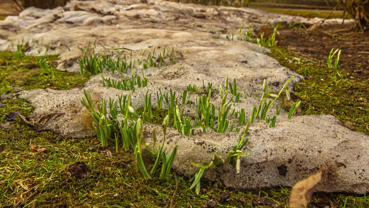 tiro de alto ángulo de la nieve se está derritiendo y la flor de las campanillas florece rápidamente en la naturaleza primaveral en timelapse durante todo el día en timelapse