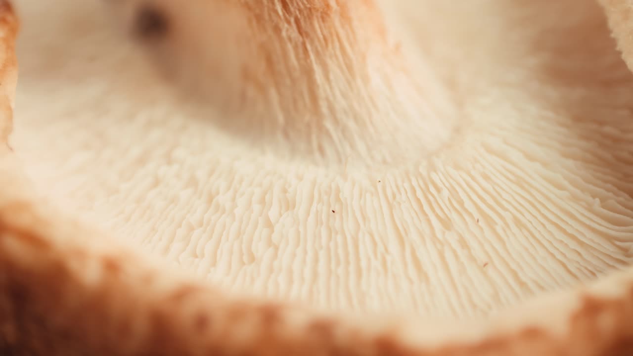 Close-up of Shiitake Mushroom Gills