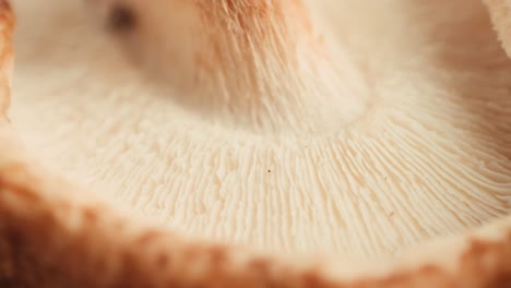 close-up of shiitake mushroom gills