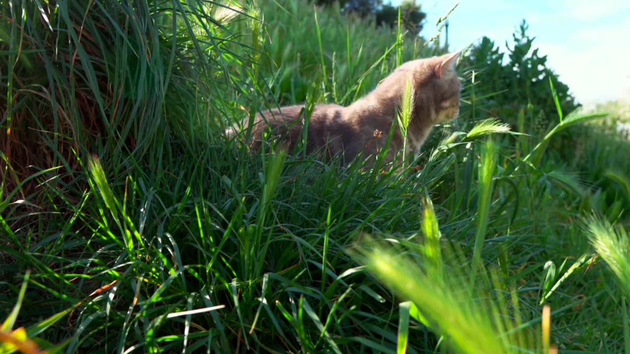 A Scottish cat is in the middle of the green field, Montpellier - France