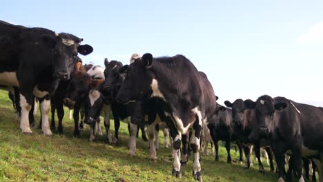 Rebaño-Blanco-Y-Negro-De-Vacas-En-La-Ladera-De-La-Colina-De-Pie-Frente-A-La-Cámara