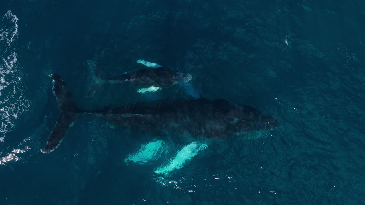 Humpback whale calf keeps breaking surface as it swims near mom, aerial tracking