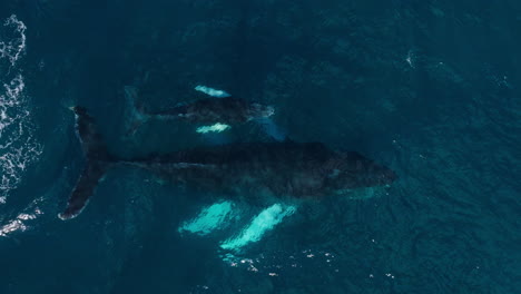 humpback whale calf keeps breaking surface as it swims near mom, aerial tracking