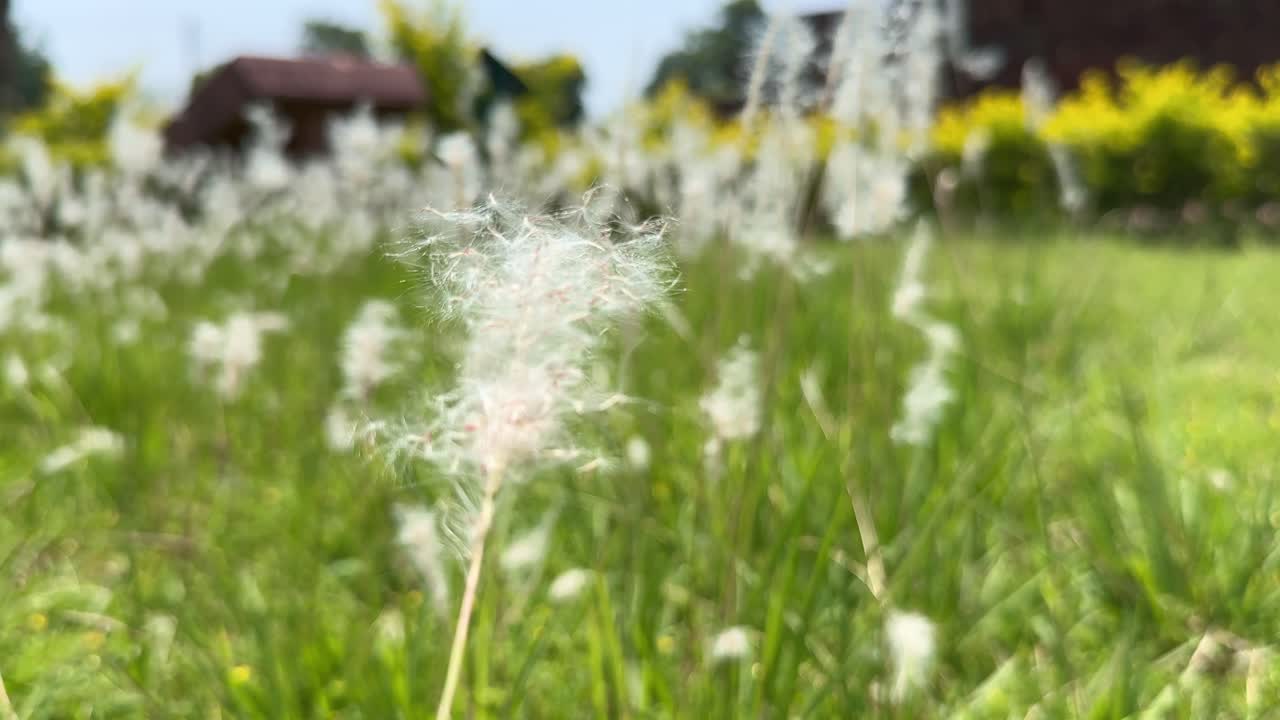 closeup of beautiful white flower of grass