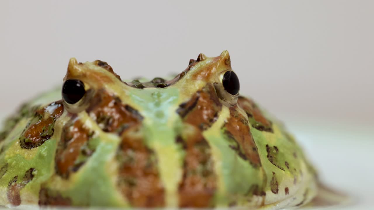 A horned frog remains still, showcasing its vibrant colors and patterns in a naturalistic setting