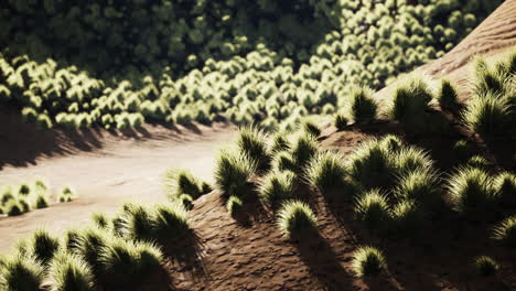 desert area near oasis with shrub vegetation
