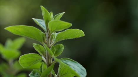 Una-Bonita-Planta-De-Mejorana-Se-Mueve-Con-El-Viento-Durante-Una-Toma-Macro