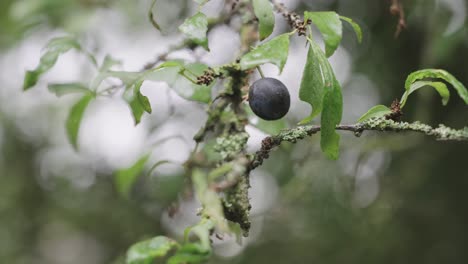 Blackthorn fruit, sloe plum, Prunus spinosa close up, circle pan