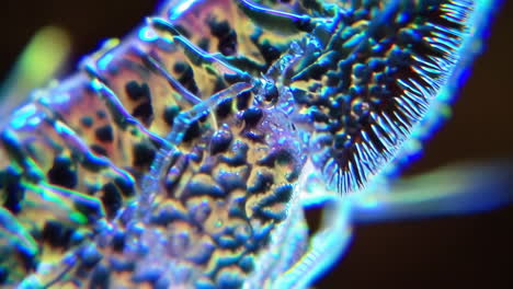 abstract macro view of an iridescent insect exoskeleton
