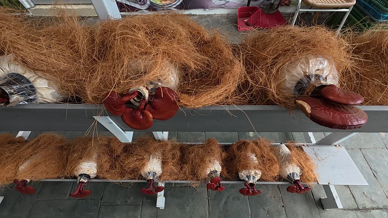 Mushroom cultivation in bottles, stacked for maximum space efficiency. This method allows for high-volume harvests of edible fungi.