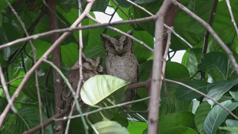 two individuals leaning on each other while roosting during the day as the wind blows hard moving the foliage, collared scops owl otus lettia, thailand