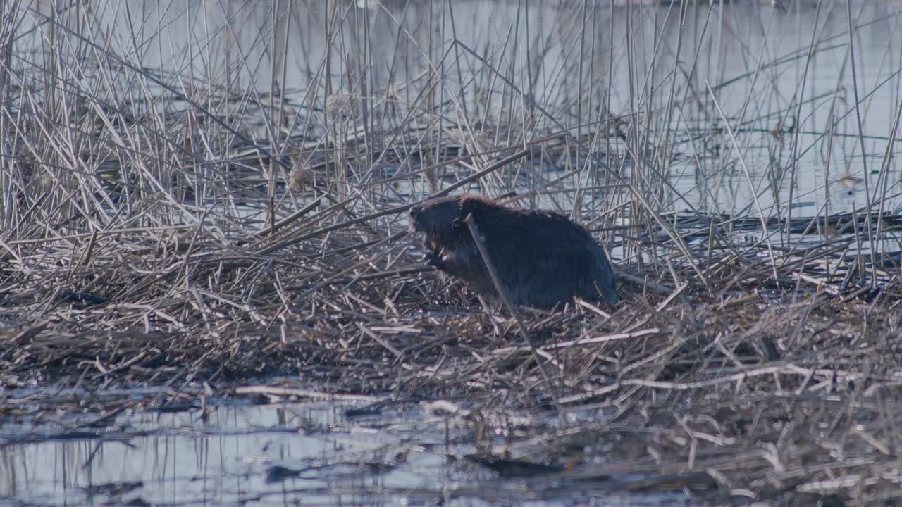 Wild beaver swimming in lake and making splashes