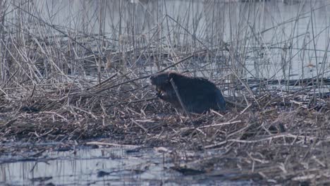 wild beaver swimming in lake and making splashes