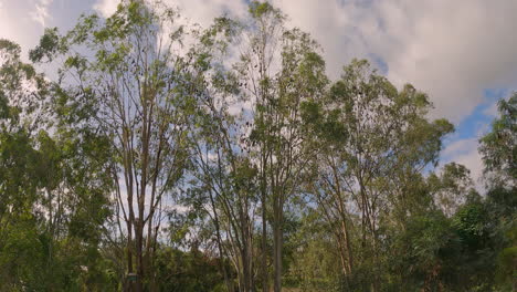 wide angle view of hundreds of bats in tree making lots of noise, lowood, brisbane valley rail trail, qld 4k