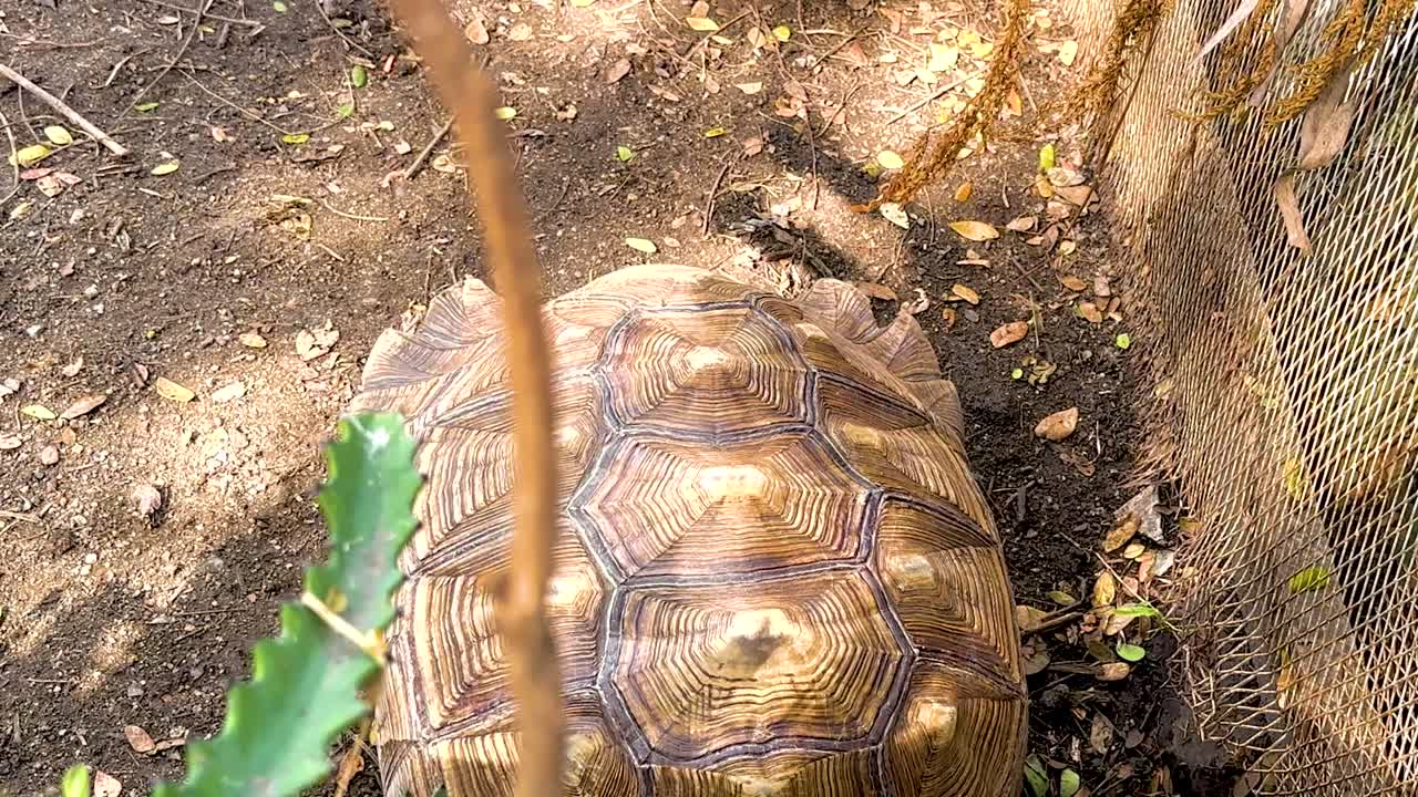 A turtle moves slowly beside a garden fence, exploring the earthy surroundings.