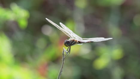 close up of dragonfly flying into land on plant in the galapagos. bokeh background