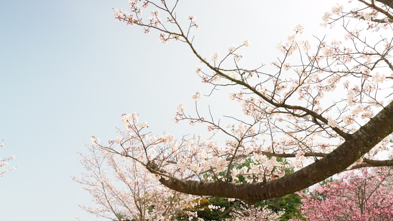 Spring Yoshino cherry tree growing forward