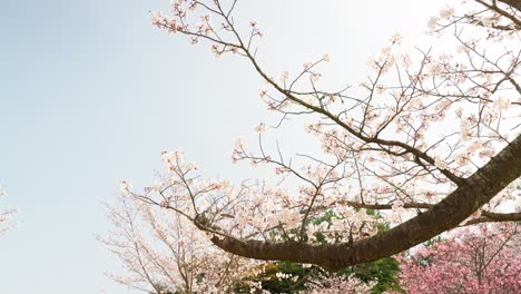 el cerezo yoshino de primavera crece hacia adelante