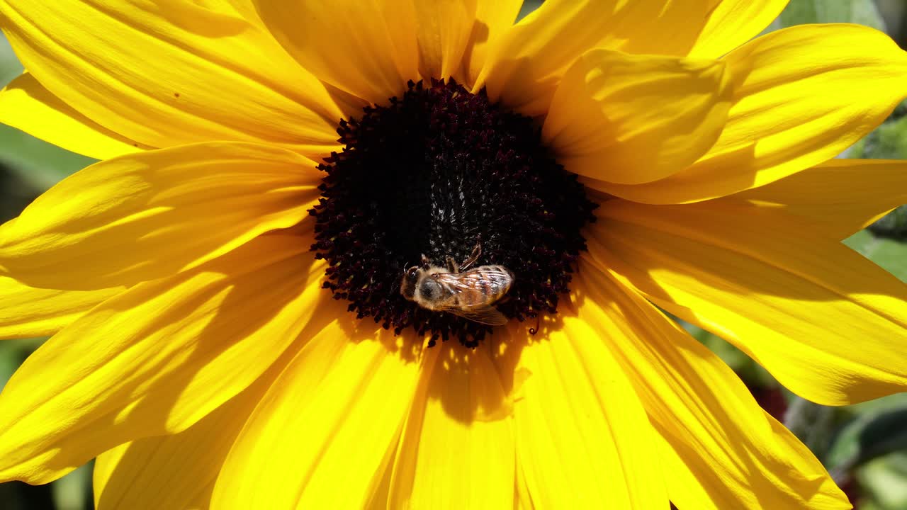 una abeja recogiendo néctar de un girasol vibrante