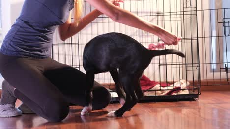 Girl-plays-tug-of-war-with-her-puppy