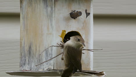 swainson’s warbler entering an old birdhouse. slow motion