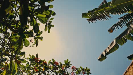 vista desde la parte inferior al cielo, incluida una parte de un paraguas blanco, palmera y flores