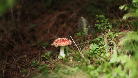 lone fly agaric fungus growing in the ground under the tree