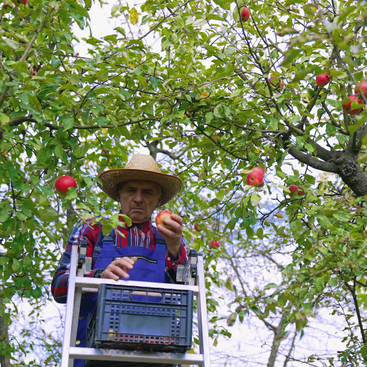 Organic food farmer picking fresh and ripe apples. Apple farmer harvesting fresh fruits from the tree