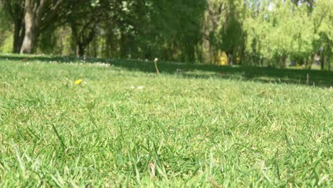 césped verde en el parque de la ciudad irlanda 4k uhd