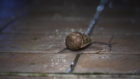 mittlerer schuss einer schnecke auf einem bürgersteig in einer regnerischen frühlingsnacht